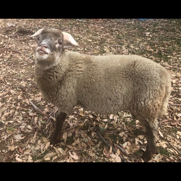 Meet your Posher, Tracey - Picture 1 of 1